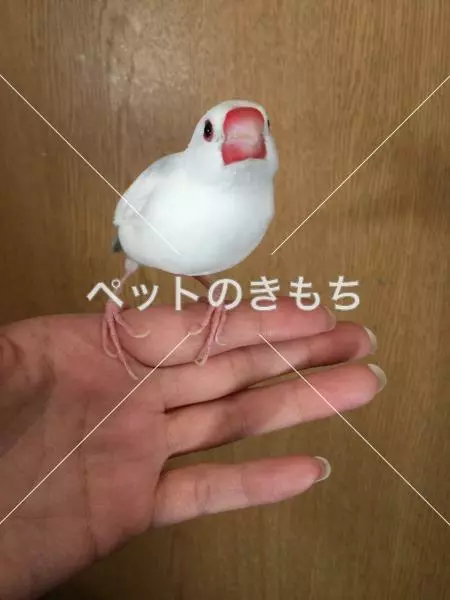 迷子鳥の画像