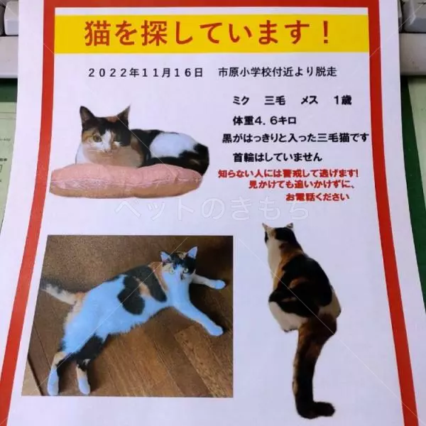 迷子猫の画像