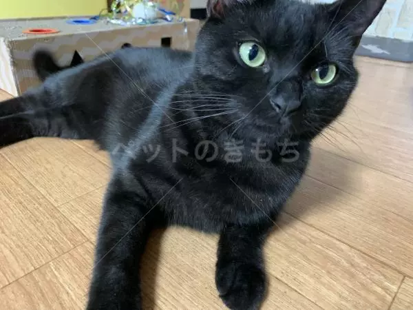 迷子猫の画像