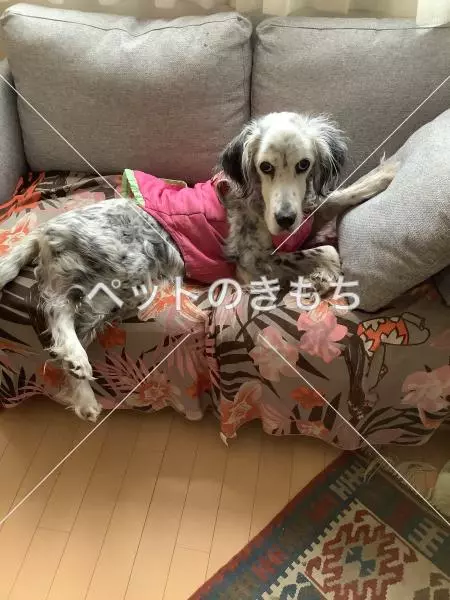 迷子犬の画像