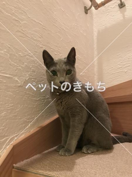 迷子猫の画像