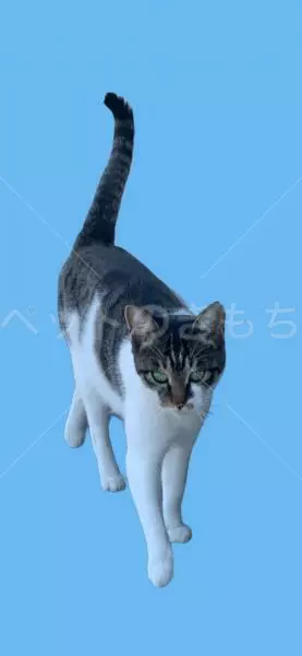 迷子猫の画像