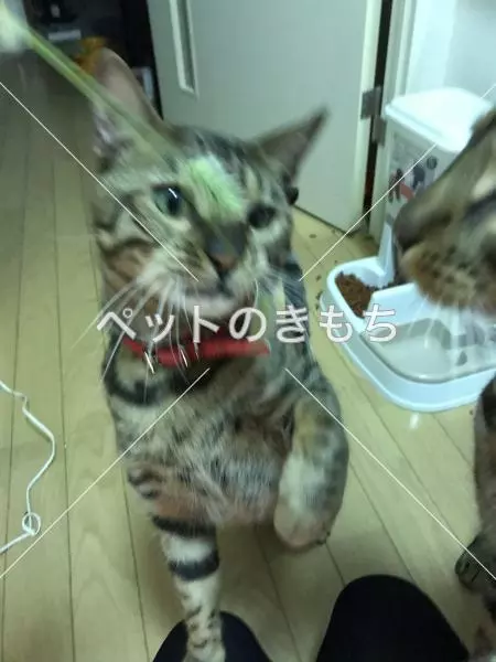 迷子猫の画像