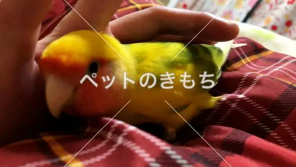 迷子鳥の画像