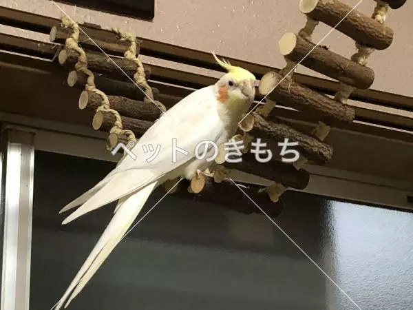 迷子鳥の画像