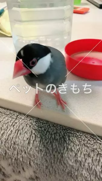 迷子鳥の画像