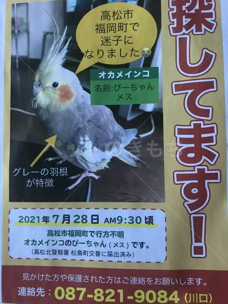 迷子鳥の画像