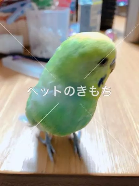 迷子鳥の画像