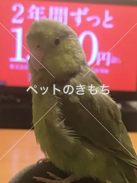 迷子鳥の画像