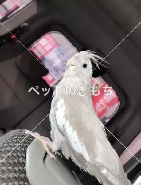 迷子鳥の画像