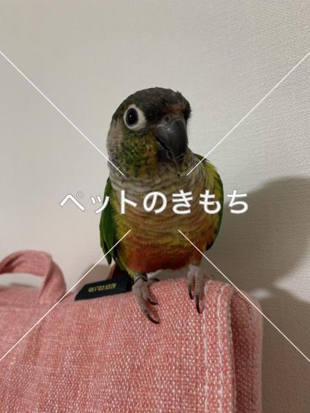 迷子鳥の画像