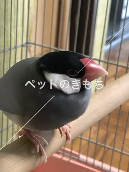 コメント投稿の画像