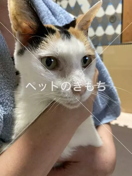 保護猫の画像