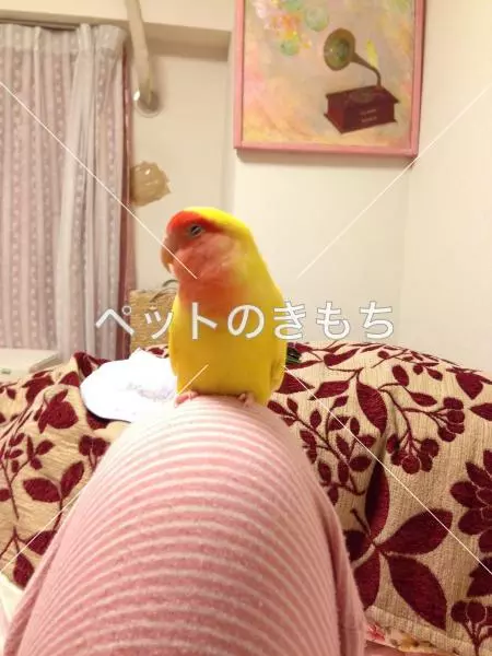 迷子鳥の画像
