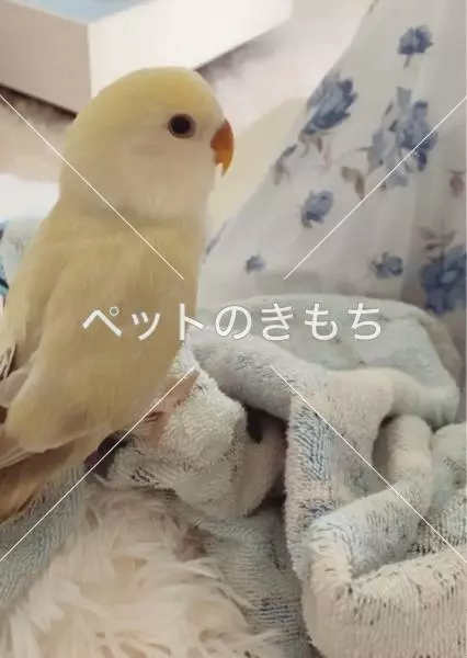 迷子鳥の画像
