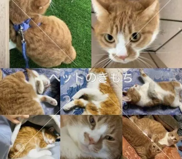 迷子猫の画像