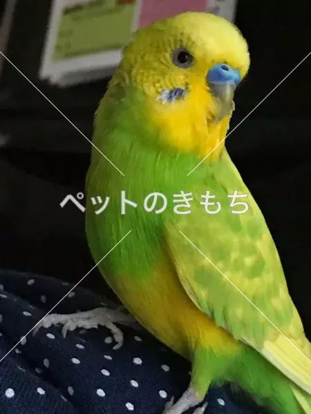 迷子鳥の画像