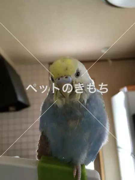 迷子鳥の画像