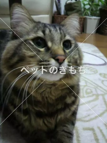 迷子猫の画像