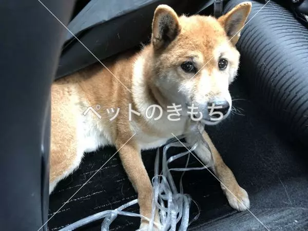 保護犬の画像