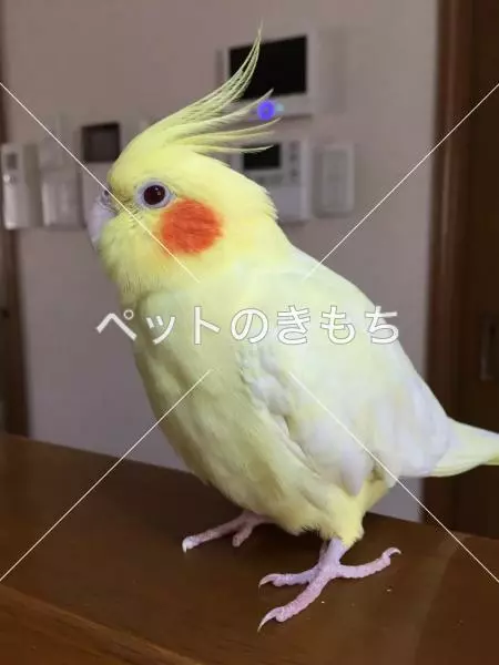 迷子鳥の画像