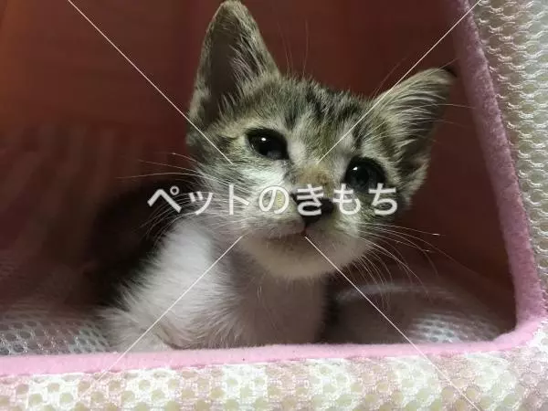 迷子猫の画像