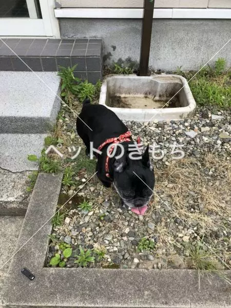 保護犬の画像