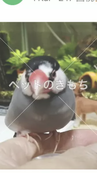 迷子鳥の画像