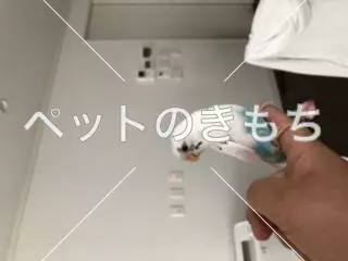 保護鳥の画像