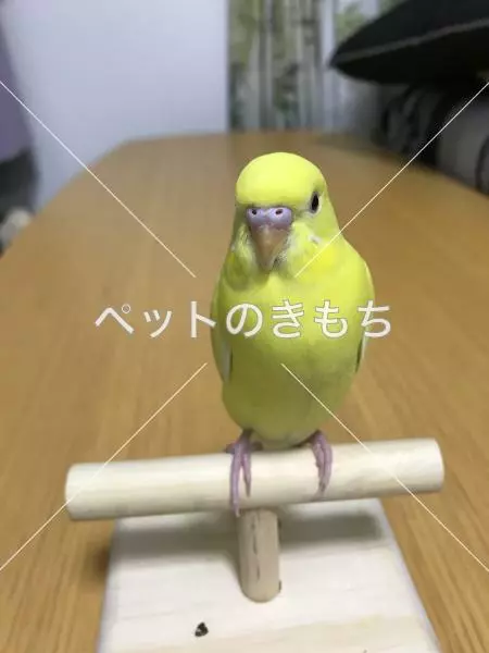 迷子鳥の画像