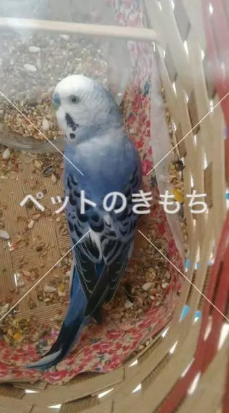 保護鳥の画像