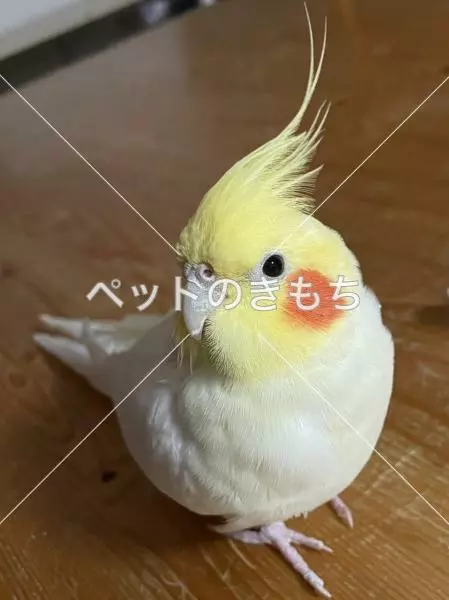 迷子鳥の画像