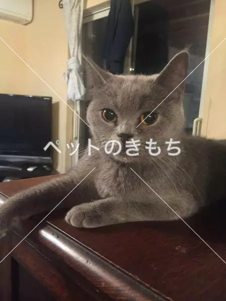 迷子猫の画像