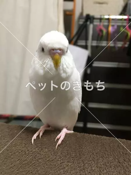 迷子鳥の画像