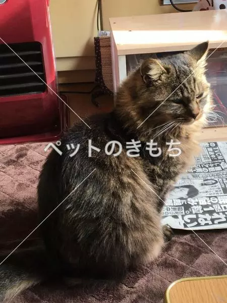 迷子猫の画像