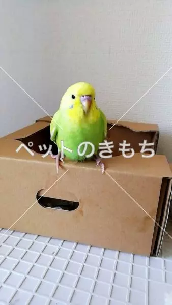 コメント投稿の画像