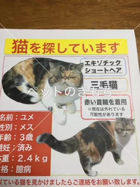 迷子猫の画像