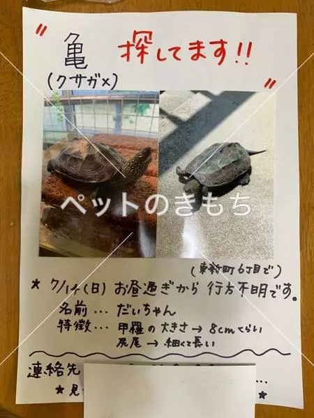 迷子ペットの画像