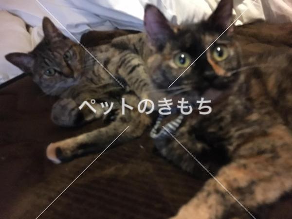 迷子猫の画像