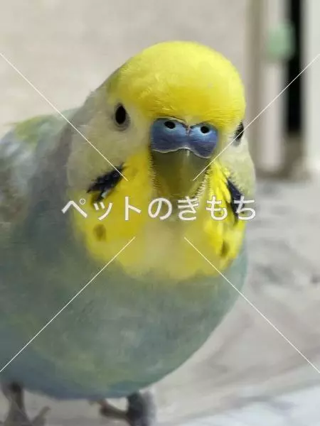 迷子鳥の画像