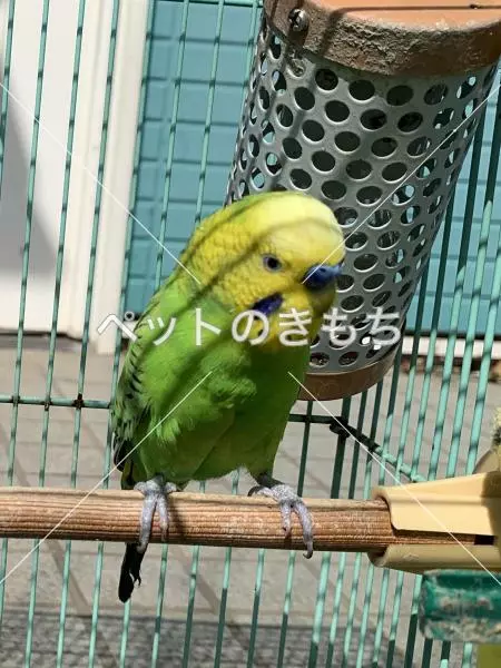 迷子鳥の画像