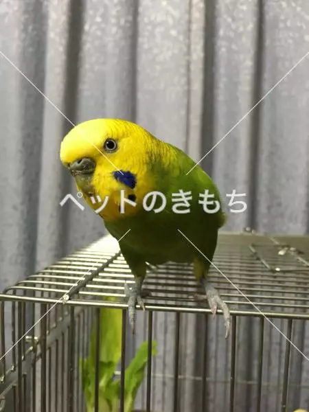 迷子鳥の画像