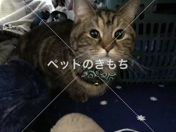 迷子猫の画像