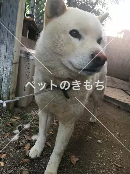 保護犬の画像