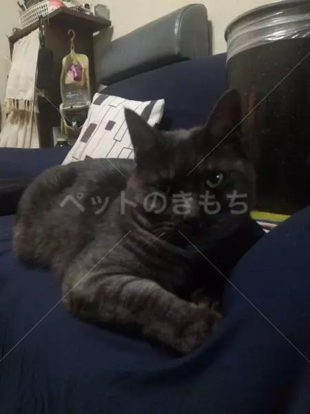 迷子猫の画像