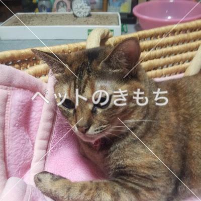 迷子猫の画像