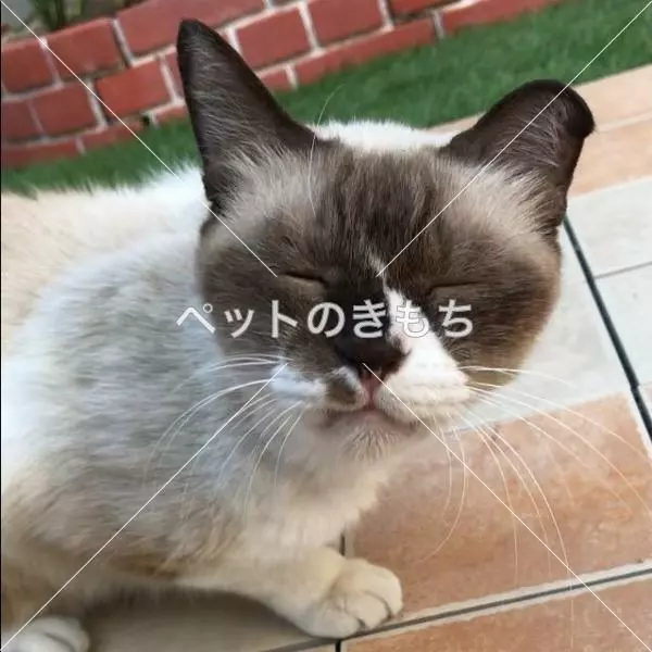 保護猫の画像