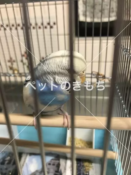 保護鳥の画像