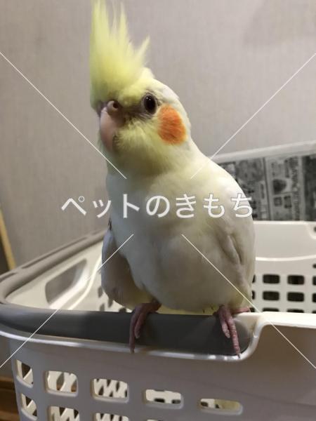 迷子鳥の画像