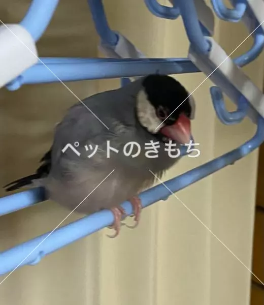 迷子鳥の画像